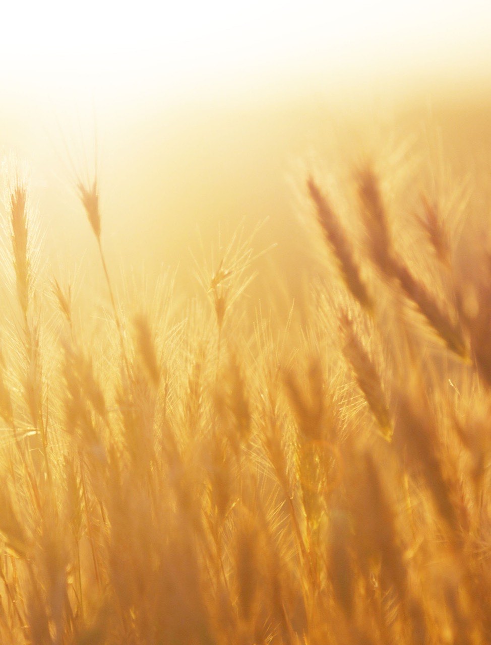Champ de blé doré, source de nos farines biologiques